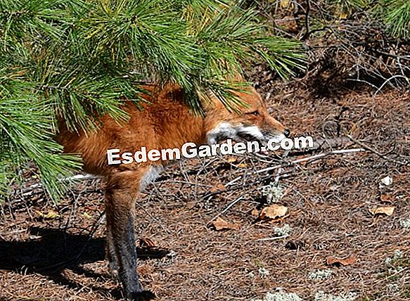 Wintering bunga ros chrysanthemum