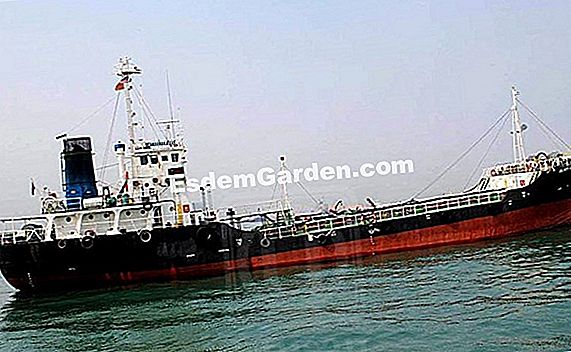 Kebenaran kapal penjelajah: pembiakan lebah marah