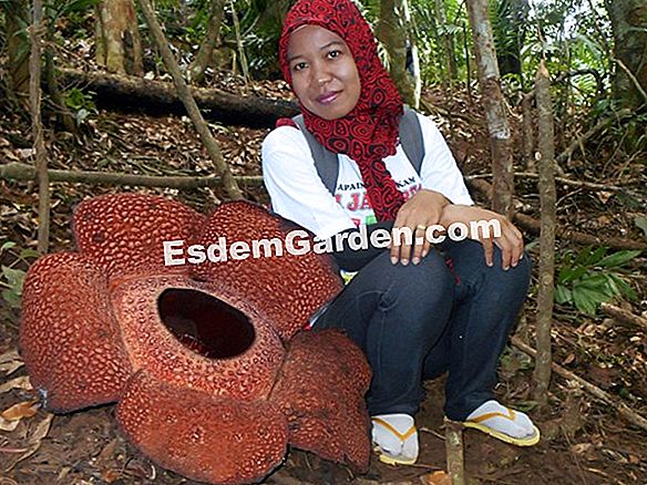 Tumbuhan lindung nilai