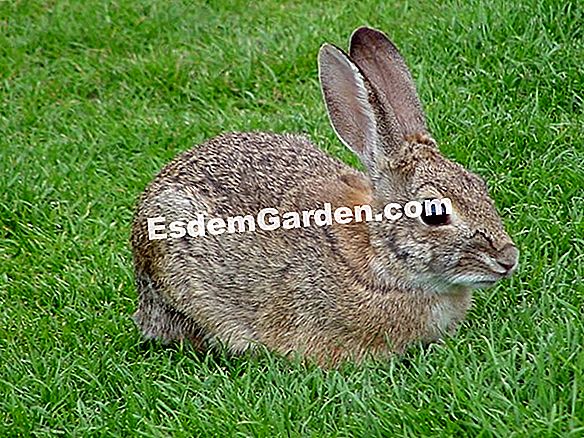 Ekor Hare, Gros Minet