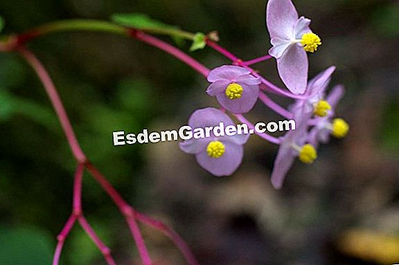 Begonia Grandis ? TấT Cả Về Làm VườN Và ThiếT Kế Sân VườN - 2023