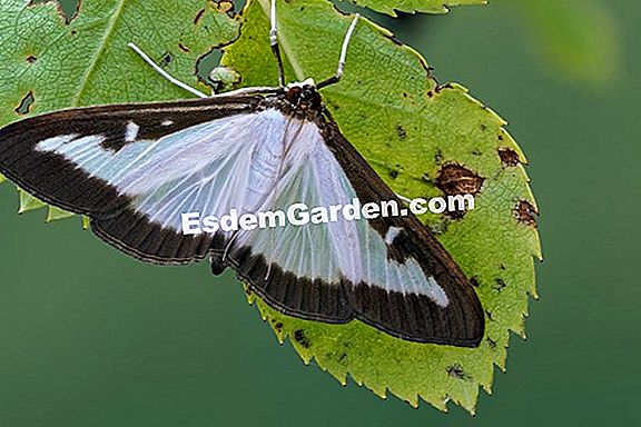 Boxwood moth: gejala dan rawatan