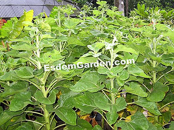 Pokok Krismas yang sangat semula jadi