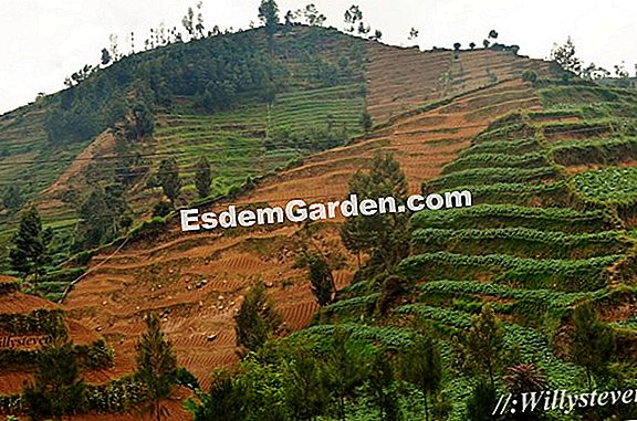 Kentang: beraneka macam!