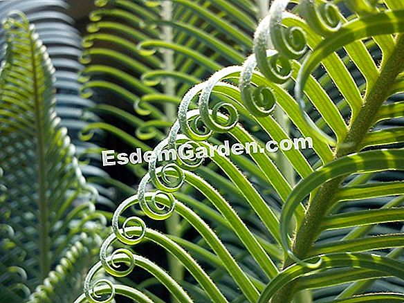 Trachycarpus, palma yang menahan sejuk