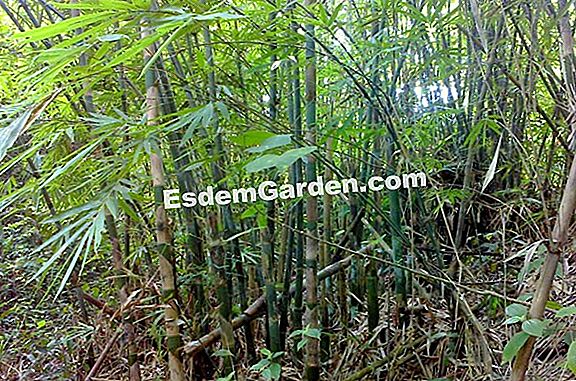 Apa jenis buluh untuk taman saya? (P.2)