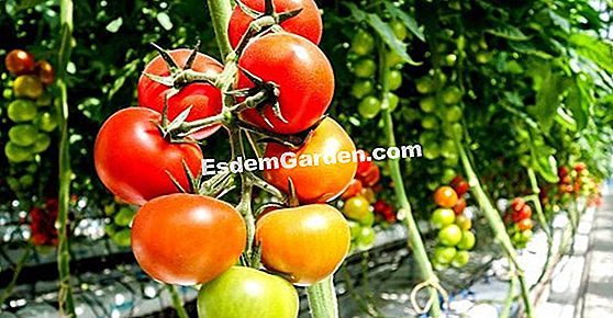 La Bourdaisière: tomato, dahlias dan tumbuhan perubatan