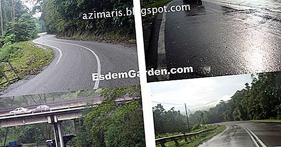 Kemalangan di hutan: siapa yang bertanggungjawab?