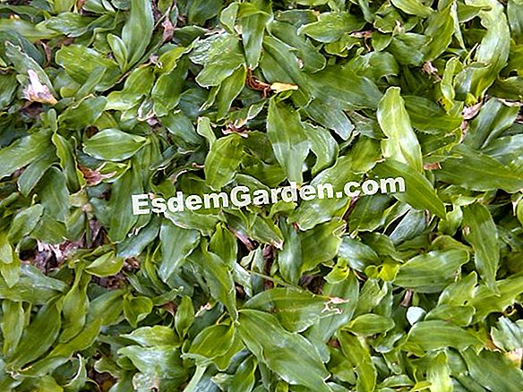 Mengubah rumput ke taman dapur apabila anda seorang penyewa?