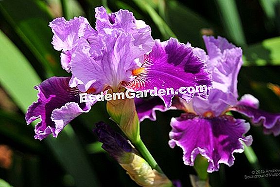 Irises di taman