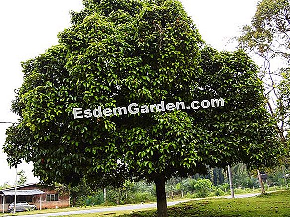Pokok-pokok Haubaner