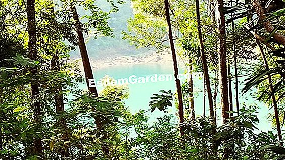 Pokok dengan pelabuhan melangkah untuk taman besar