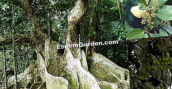 Satu tahun dalam kehidupan pokok itu: musim bunga