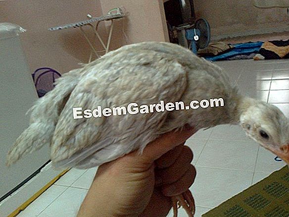 Membiakkan lavender