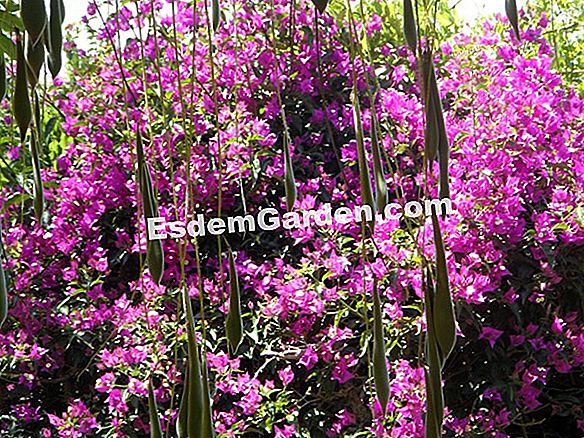 Menanam wisteria