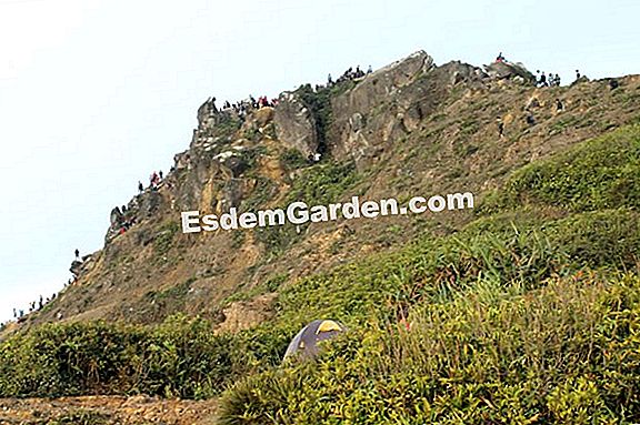 Letakkan semak belukar: penutup tanah semulajadi