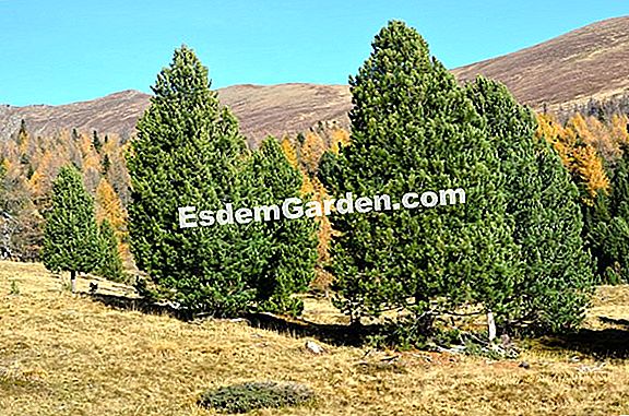 Arolle (Pinus cembra)