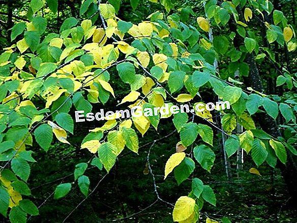 Air St. John's wort