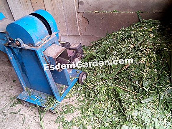 Bagaimana cara memotong cedar di lindung nilai: tindakan yang betul