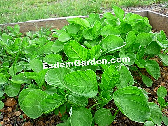 Tahap penanaman serigala Virginia