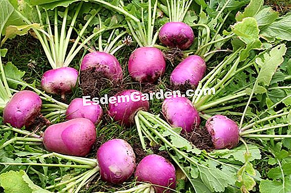 The turnip