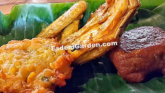 Squash of Siam, pengembara jauh
