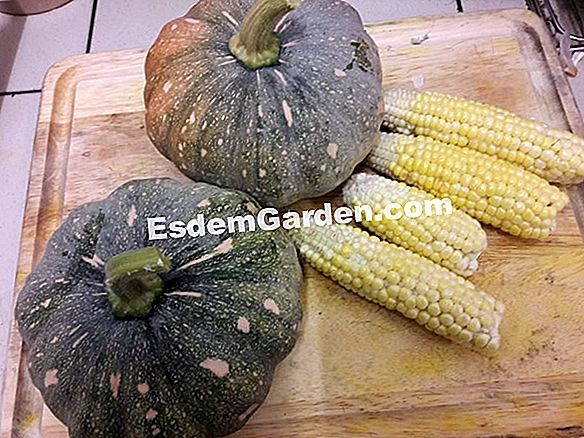 Tuai jagung manis