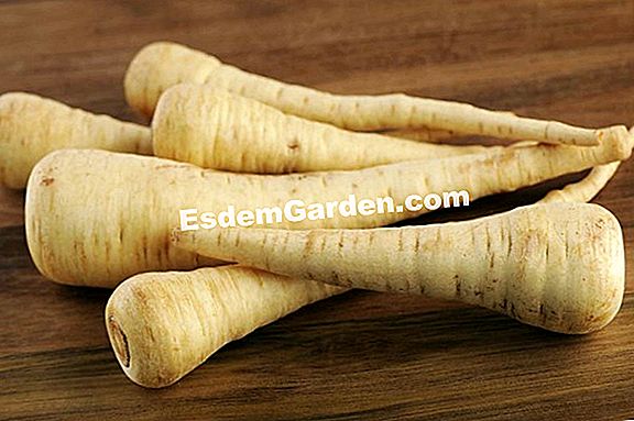 Parsnip jerami