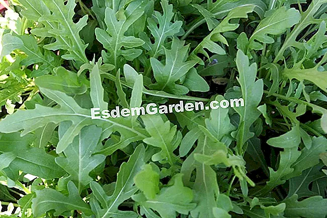 Sow chicory Itali