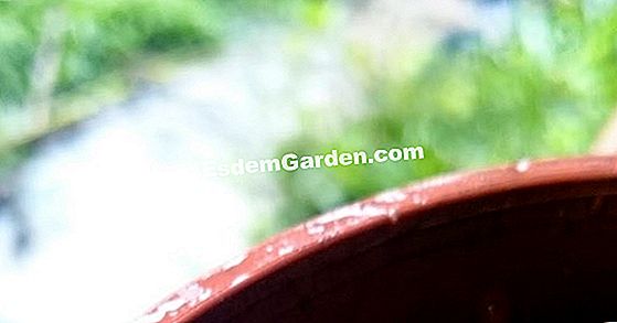 Menyemai kacang manis