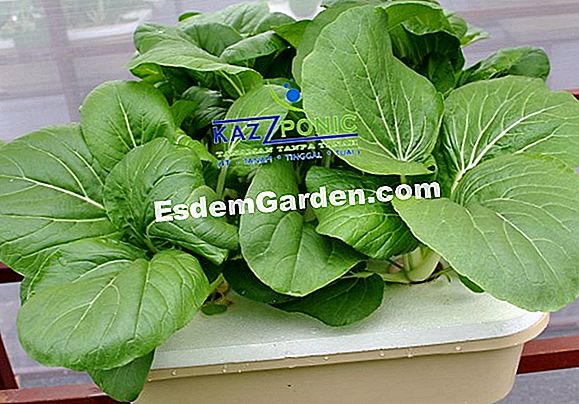 Tuai dan simpan thyme