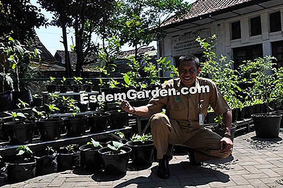 Putaran tanaman - Di tanah yang hancur - Selepas bit, tutupkan tanah dengan baja hijau