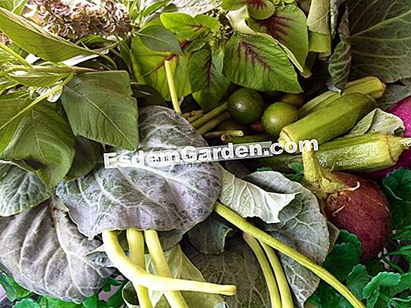 Program benih sayur musim bunga dan musim panas