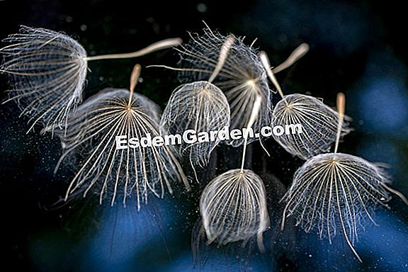 Air salsify