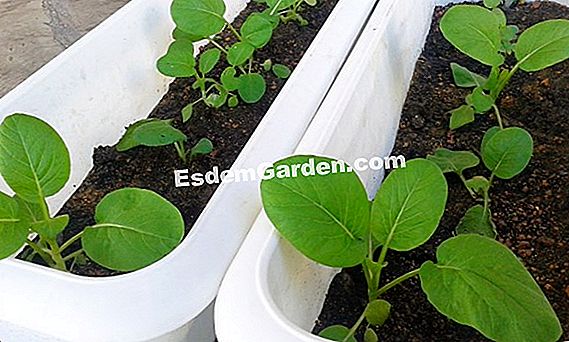 Air pokok ceri dengan bunga