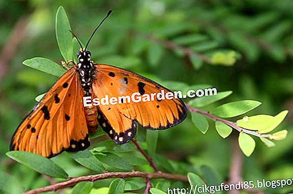 Rama Yang Paling Biasa Di Taman Semua Tentang Berkebun Dan Rama Di Taman