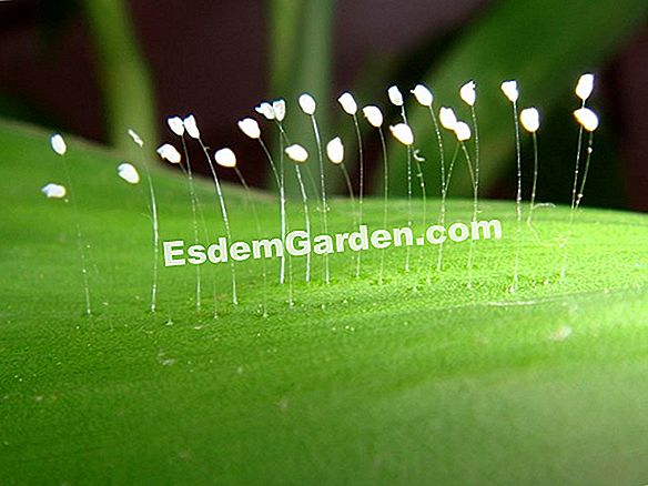 Các lacewing, một côn trùng phụ trợ hữu ích