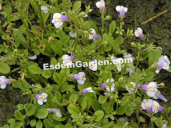 Plant achimene