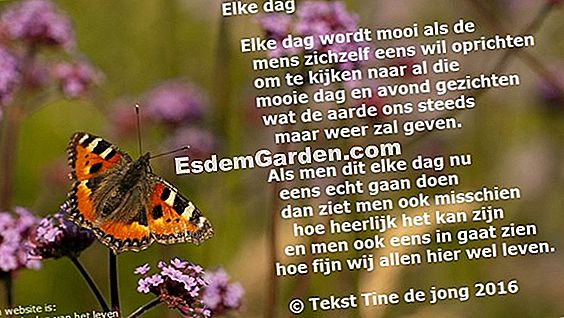 Een jaar in het leven van de boom: herfst