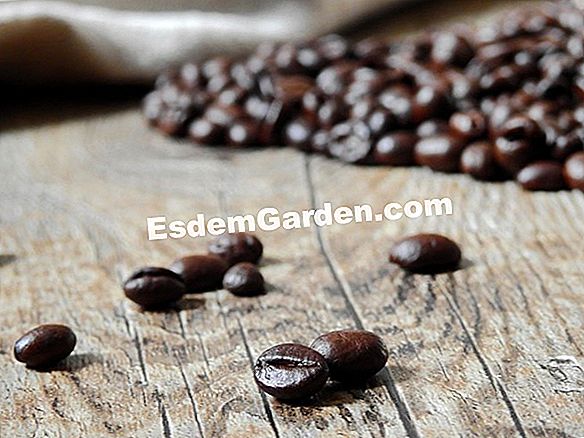 Het gebruik van koffiedik in de tuin en thuis