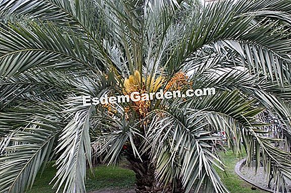 Canarische dadelpalm, valse dadelpalm, palm Hyères