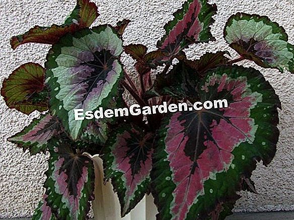 Begonia Rex ? Tudo Sobre Jardinagem E Projeto Do Jardim - 2023