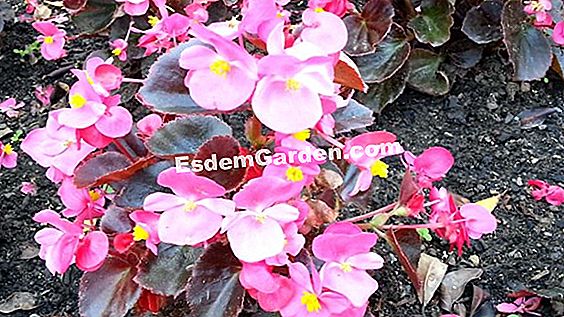 Begônia Anual, Begonia Semperflorens: Semeadura E Cultivo ? Tudo Sobre  Jardinagem E Projeto Do Jardim - 2023