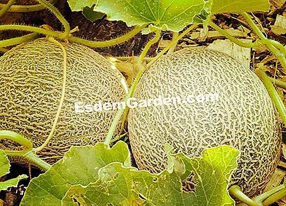 Watermeloen: zaaien, groeien en oogsten