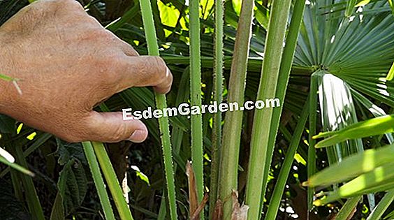 Hoe een trachycarpus bestuiven om zaden te krijgen?
