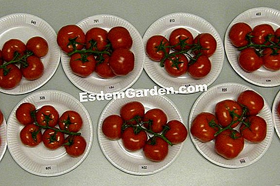 Tomatenrassen