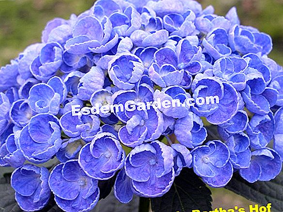 Mooie blauwe hortensia's