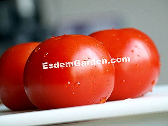 Hoe tomaten te transplanteren: de juiste gebaren