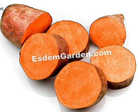 Zoete aardappel 'Evangeline' (Ipomoea batatas): groeitips