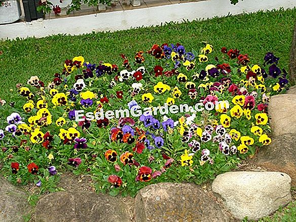 Boas Flores Para Atrair Borboletas Para O Jardim 🌿 Tudo Sobre Jardinagem E  Projeto Do Jardim - 2023
